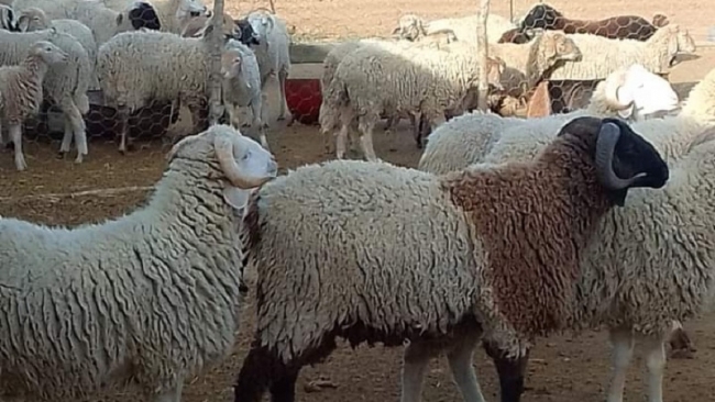 إتحاد الفلاحة يؤكد على وفرة أضاحي العيد بإنتاج محلي 