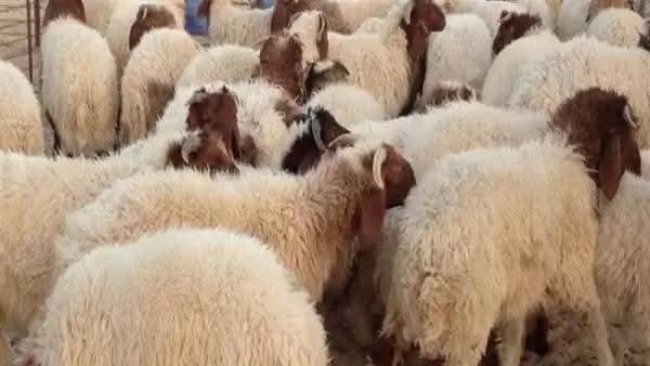 اتحاد الفلاحين: الأضاحي متوفرة بالعدد الكافي هذا العام