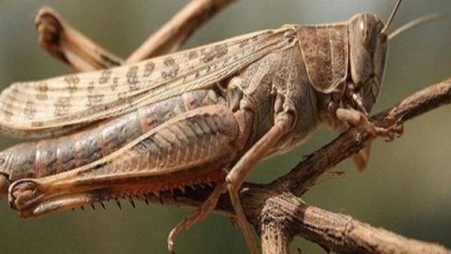 برمجة حملة لمداواة الجراد الصحراوي باستعمال الطائرة في موفى الأسبوع الجاري في قابس