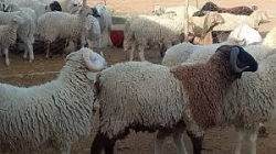 يهمّ مربّي الماشية.. التّوقي من مرض 'بومريرة' ضروري