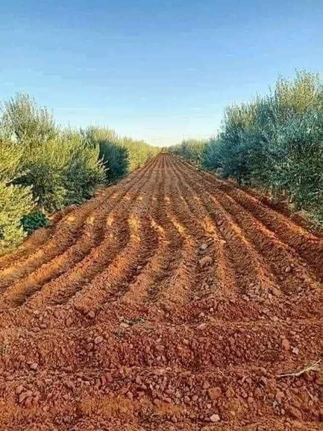 بداية من اليوم: عرض فرص الاستثمار في القطاع الفلاحي لفائدة التونسيين المقيمين بالخارج