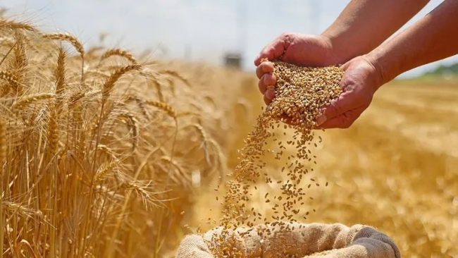 صدور الأمر المتعلق بتحديد سعر الحبوب لموسم 2025