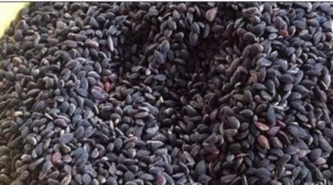 جني 20 بالمائة فقط من صابة الزقوقو سنويا