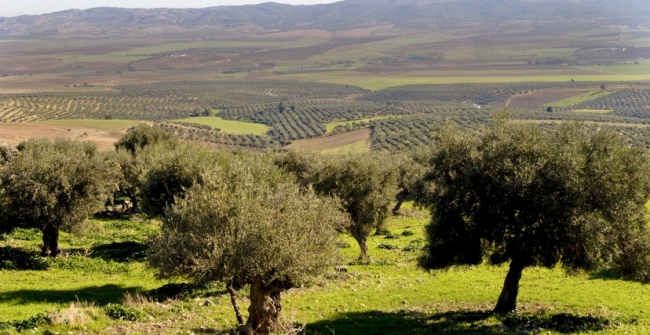 تقديرات بإنتاج 80 ألف طن: انطلاق موسم جني وتحويل الزيتون بزغوان