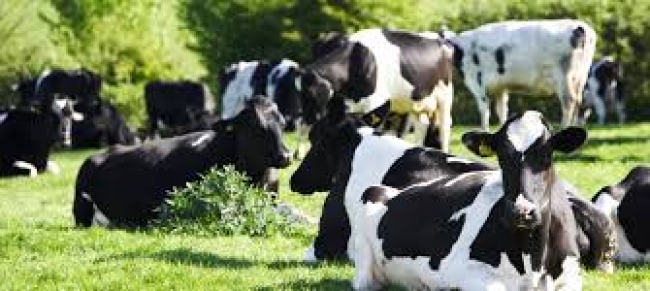 تونس تحتضن ورشة وطنيّة للإنذار المُبكّر ضدّ حُمى الوادي المُتصدّع