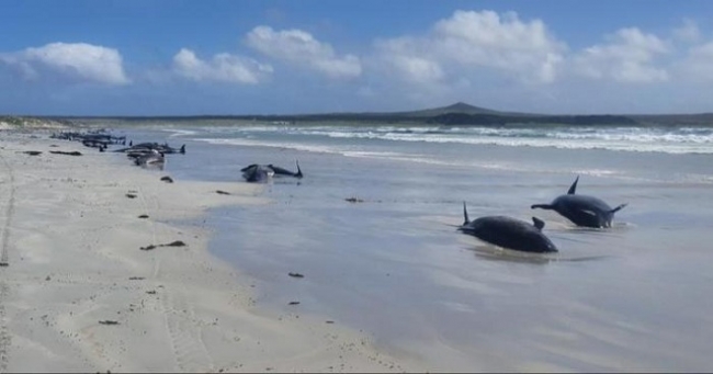 عشرات الحيتان نفقت على شواطئ جزيرة بنيوزيلندا