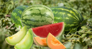 لفاكهة الصيف - الدلاع  والبطيخ - فوائد عديدة تخفى على الكثيرين 